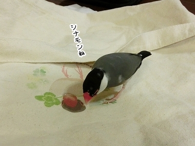 ブンチョ日誌