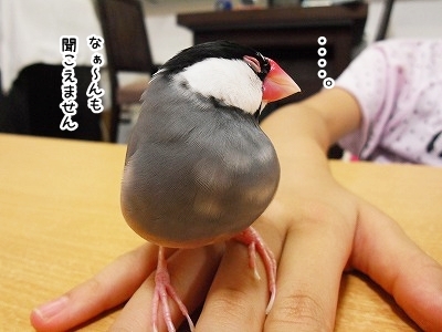 ブンチョ日誌