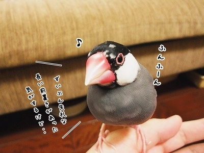 ブンチョ日誌
