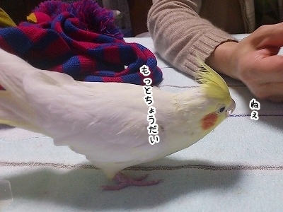 ブンチョ日誌