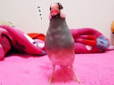 ブンチョ日誌