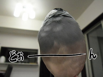 ブンチョ日誌