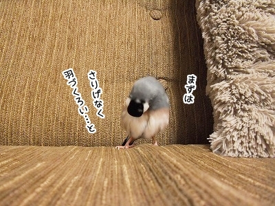 ブンチョ日誌