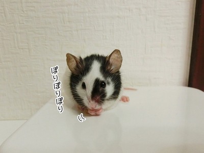 s-CIMG8441