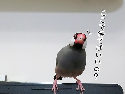s-IMG_2991