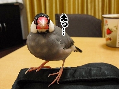 ブンチョ日誌