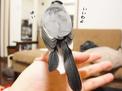 ブンチョ日誌