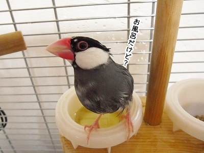 ブンチョ日誌