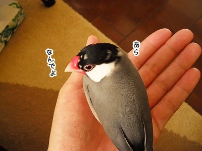 ブンチョ日誌