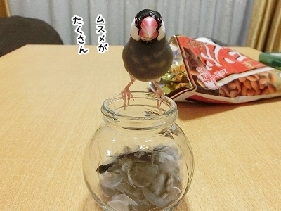 ブンチョ日誌