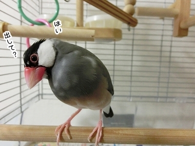 ブンチョ日誌