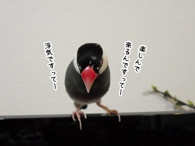 ブンチョ日誌