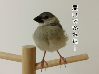 s-CIMG8471