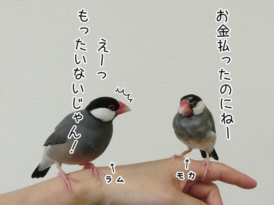 s-CIMG7966