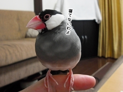 ブンチョ日誌