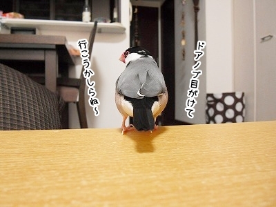 ブンチョ日誌
