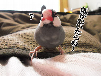 ブンチョ日誌