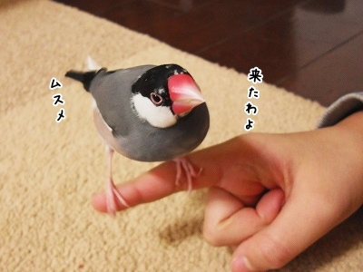 ブンチョ日誌