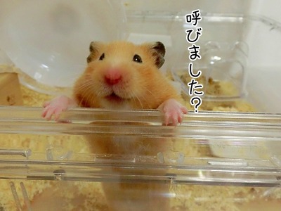 s-CIMG6944