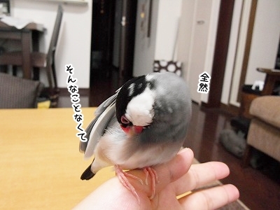 ブンチョ日誌