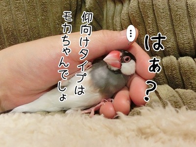 s-CIMG0523