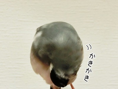 s-CIMG8130