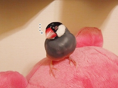 ブンチョ日誌