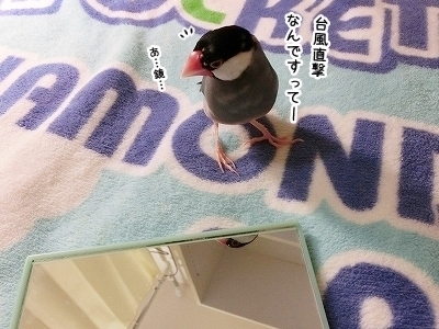 ブンチョ日誌