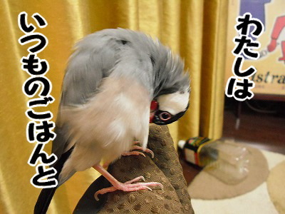 ブンチョ日誌