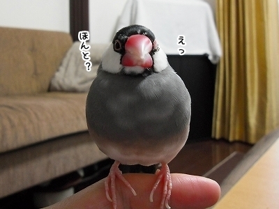 ブンチョ日誌