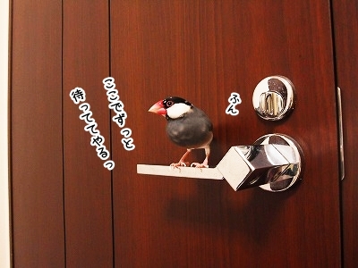 ブンチョ日誌