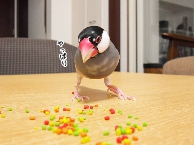 ブンチョ日誌