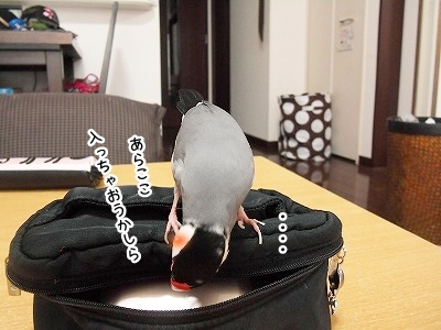 ブンチョ日誌