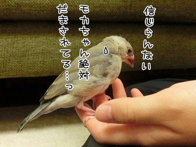s-CIMG0263