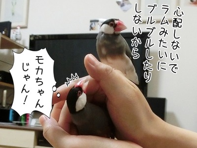 s-CIMG6751