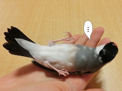 ブンチョ日誌