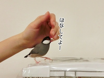 s-CIMG5250