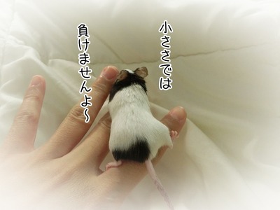 s-CIMG7565
