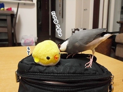 ブンチョ日誌