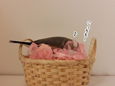 ブンチョ日誌