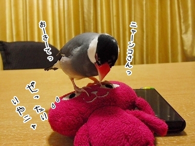 ブンチョ日誌