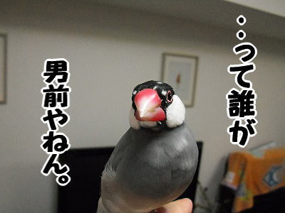 ブンチョ日誌