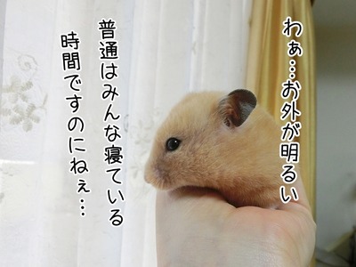 s-CIMG9123