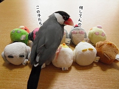 ブンチョ日誌