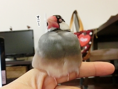 ブンチョ日誌