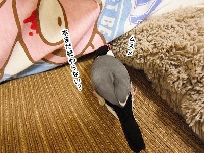 ブンチョ日誌