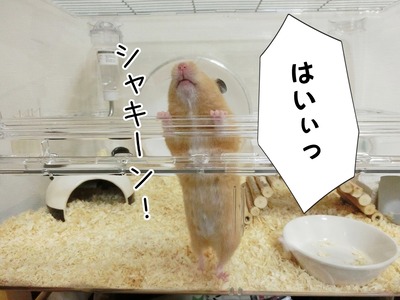s-CIMG1584