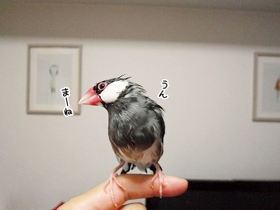 ブンチョ日誌