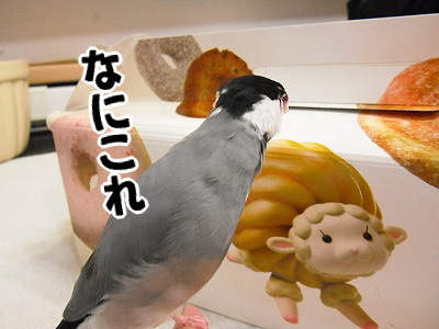 ブンチョ日誌