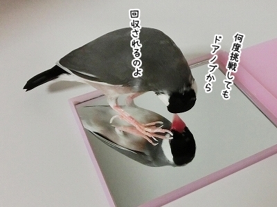 ブンチョ日誌